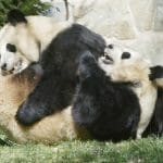 Trump’s trade war means US could lose its beloved Chinese pandas