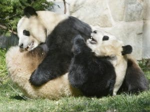 pandas at National zoo