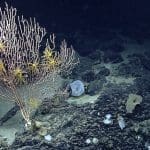 Federal judge rules to protect fragile deep sea corals in Atlantic Ocean