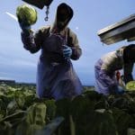 New bill would give immigrant farmworkers relief for the first time in decades