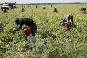 Farmworkers harvesting beans