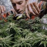 Advocates call New York’s new marijuana bill ‘nail in the coffin’ of drug war