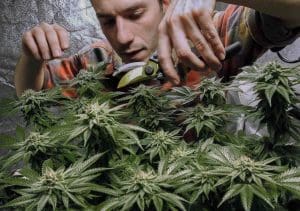 Man trims marijuana plants