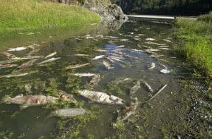 Salmon rotting in Klamath River
