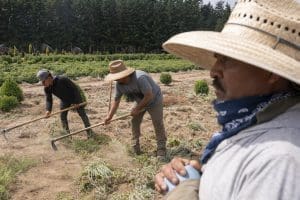 Oregon farmworkers