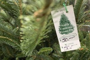 Christmas tree boughs and price tag